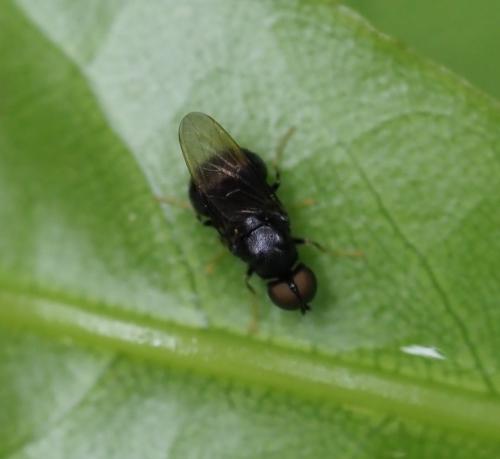 Pachygaster atra